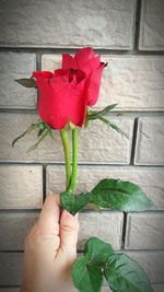 Close-up of hand holding red rose