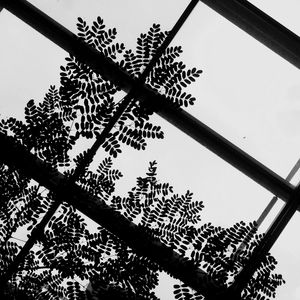 Low angle view of trees against clear sky