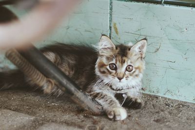 Portrait of kitten sitting on floor