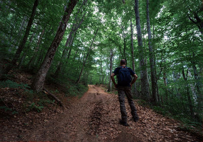 Rear view of man walking in forest