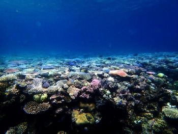 Fish swimming in sea