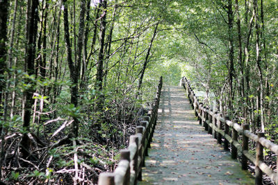 Footpath amidst trees in forest