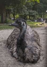 Close-up of a bird on field