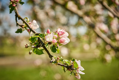 Close-up of pink cherry blossoms in spring