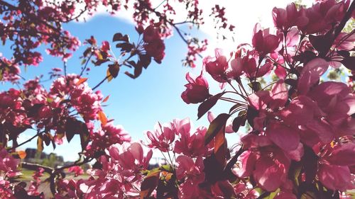 Low angle view of pink flowers blooming on tree against sky