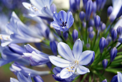 Close-up of purple crocus flowers