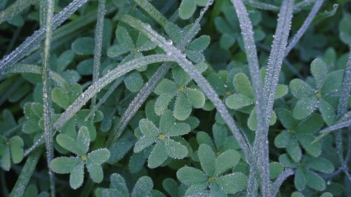 Full frame shot of wet plants during winter