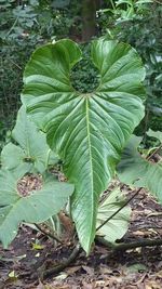 Close-up of green leaf