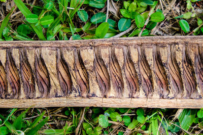 Close-up of plants on field