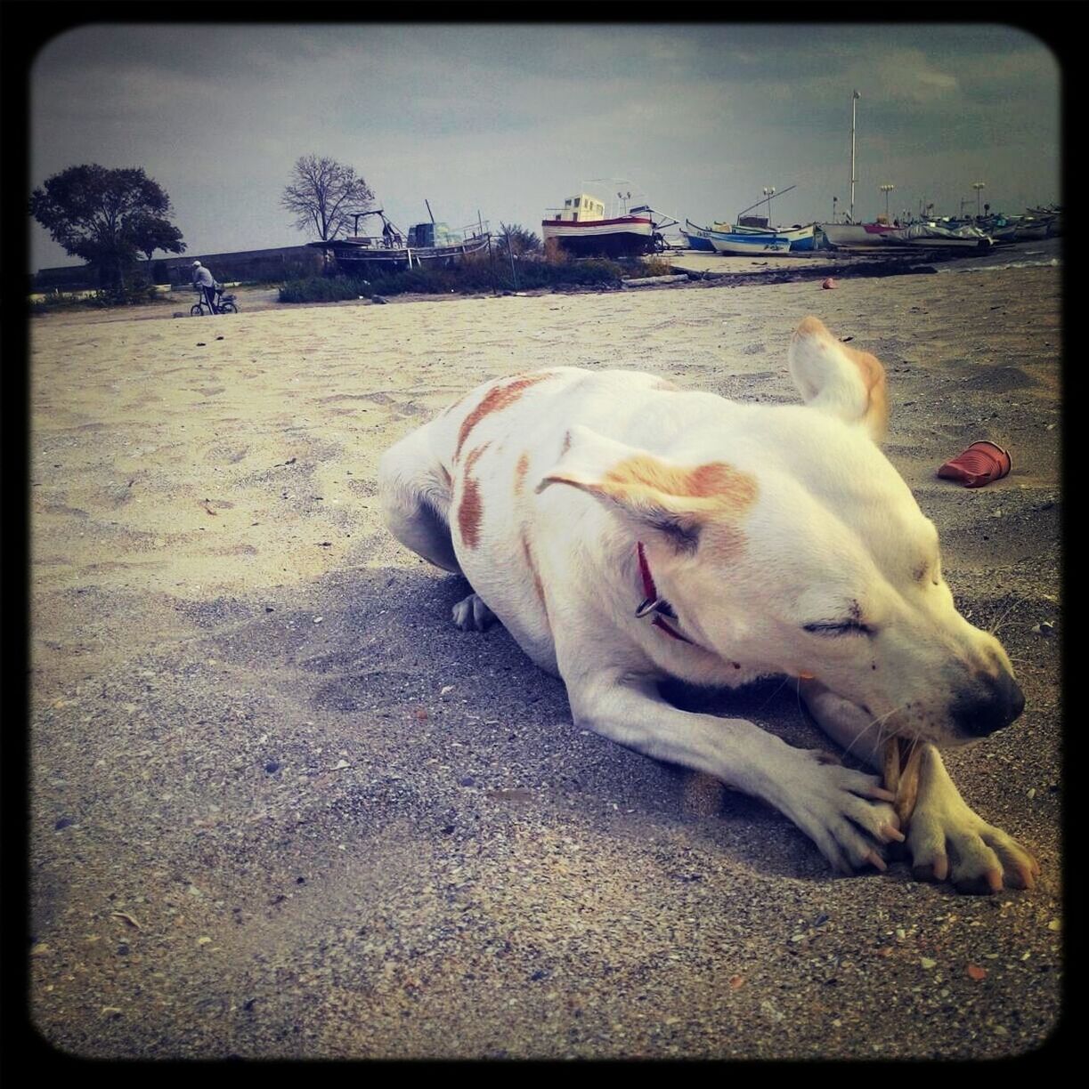 CLOSE-UP OF DOG LYING DOWN ON FLOOR