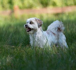 Dog running in grass