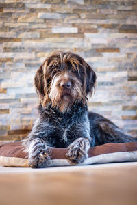 Portrait of dog sitting on wall