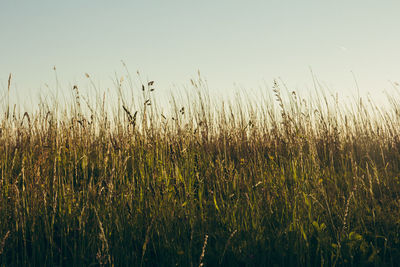 Crops growing on field against clear sky