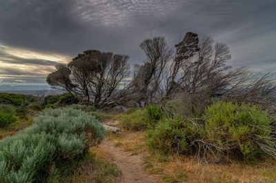 Scenic view of landscape against sky