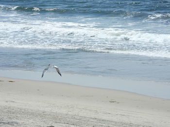 Seagulls on beach