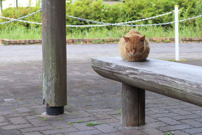 Cat sitting on wooden bench by railing