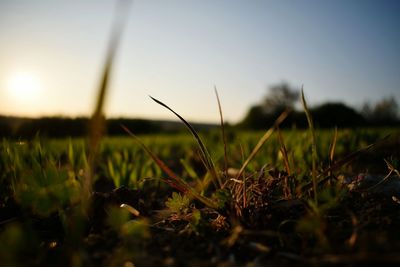 Close-up of grass growing in field against sky