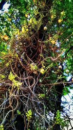Low angle view of tree in forest