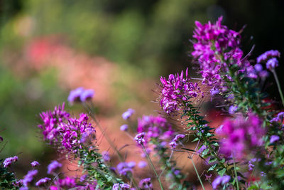 Close-up of purple flowering plants