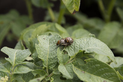 Close-up of insect on leaf