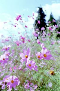 Close-up of pink flowers