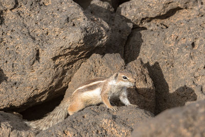 Side view of squirrel on rock