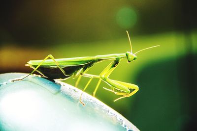 Close-up of insect on leaf