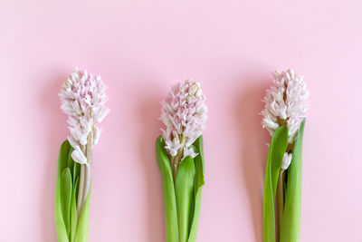 Close-up of pink flowering plant against white background