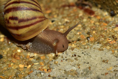 Close-up of snail