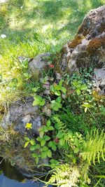 Plants growing in pond