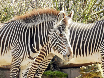 Close-up of zebra