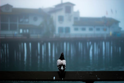 Full length of bird perching on wooden railing