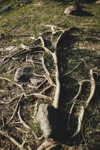 High angle view of trees on field