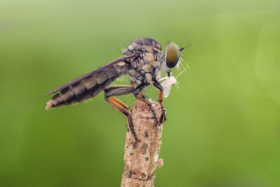 Close-up of insect perching on leaf