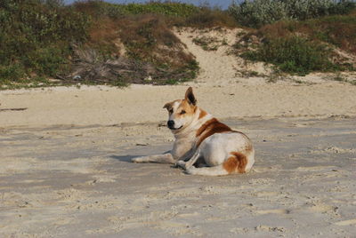 Dog running on beach