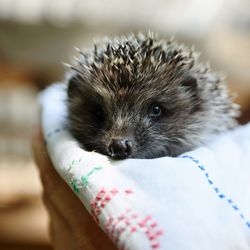 Close-up portrait of small hedgehog