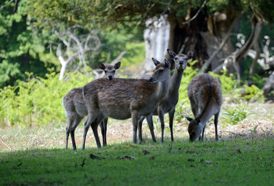 Deer standing in a field