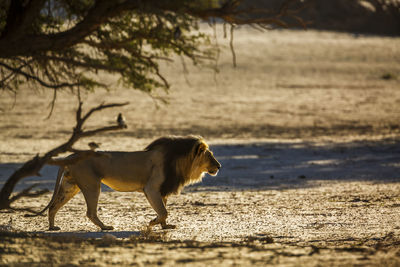 Lioness walking on field