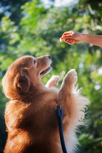 Close-up of hand feeding dog 
