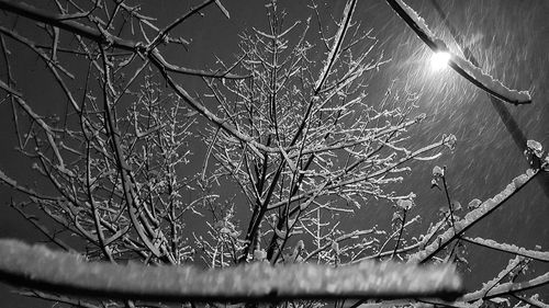 Close-up of bare tree