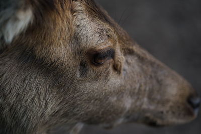 Close-up of a horse