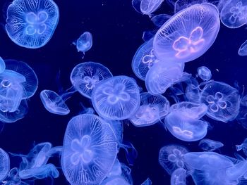 Jellyfish swimming in sea