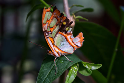 Close-up of butterfly pollinating on flower