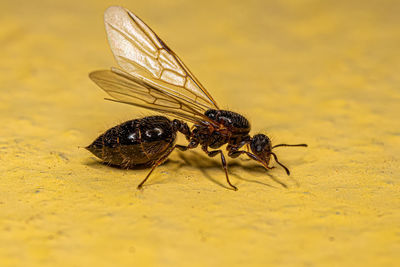 Close-up of insect on flower