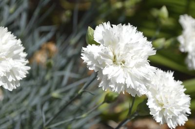 Close-up of white flowers