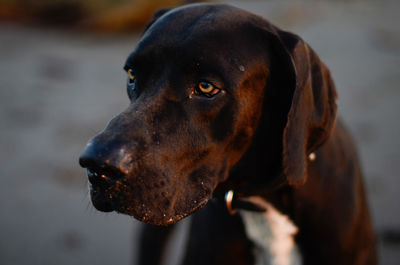 Close-up of black dog