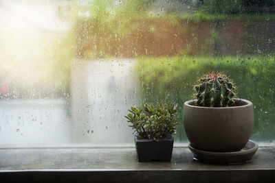 Close-up of wet potted plant on window