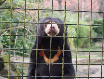 Portrait of monkey in cage
