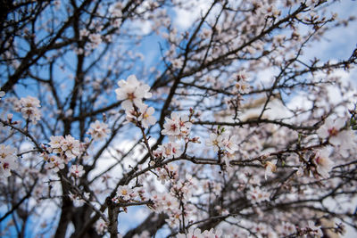 Low angle view of cherry blossom tree