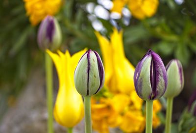 Close-up of yellow flowering plant